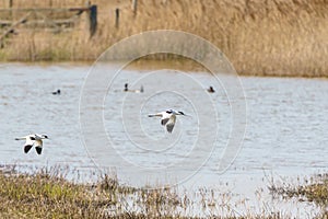 Pied Avocet (Recurvirostra avosetta) in flight, taken in the UK