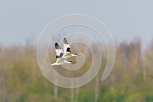 Pied Avocet (Recurvirostra avosetta) in flight, taken in the UK