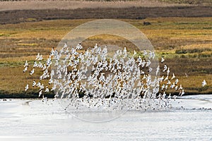 Pied Avocet (Recurvirostra avosetta) flock taking off, taken in Dorset, England