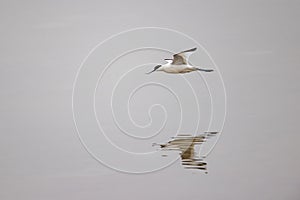 Pied Avocet Recurvirostra avosetta  fly over water