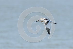 Pied Avocet (Recurvirostra avosetta) flying over the Thames Estuary