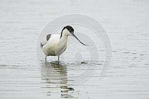 Pied Avocet, Recurvirostra avosetta, foraging