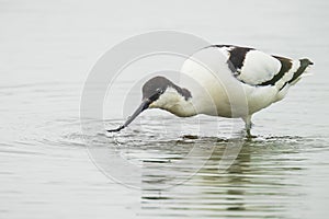 Pied Avocet, Recurvirostra avosetta, foraging