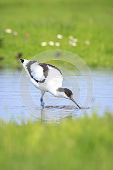 Pied Avocet, Recurvirostra avosetta, foraging