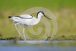 Pied Avocet, Recurvirostra avosetta, foraging photo