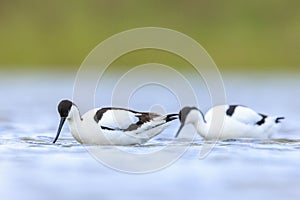 Pied Avocet, Recurvirostra avosetta, foraging photo