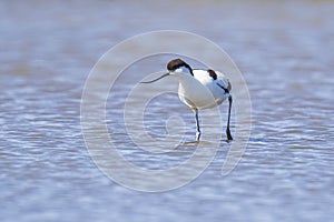 Pied Avocet Recurvirostra avosetta foraging