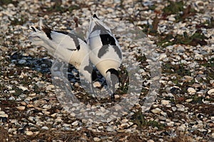 Pied Avocet, Recurvirostra avosetta, Iseland Texel Holland