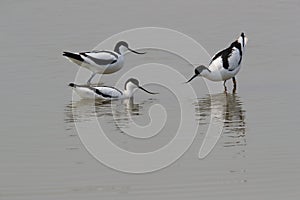 Pied Avocet, Recurvirostra avosetta, Iseland Texel Holland