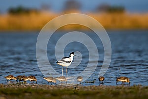 Pied avocet, Recurvirostra avosetta. Lake Neusiedl - Seewinkel National Park, Austria