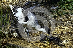 Pied avocet / Recurvirostra avosetta - large black and white wader