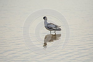 Pied avocet, Recurvirostra avosetta, in the marshes of Donana National Park of Andalusia Spain in Europe