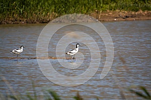 Pied Avocet Recurvirostra avosetta in marshland in Suffolk, UK