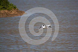 Pied Avocet Recurvirostra avosetta in marshland in Suffolk, UK