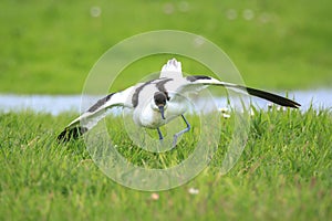 Pied Avocet, Recurvirostra avosetta, mating