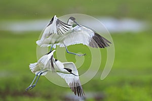 Pied Avocet, Recurvirostra avosetta, mating