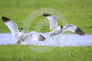 Pied Avocet, Recurvirostra avosetta, mating