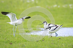 Pied Avocet, Recurvirostra avosetta, mating