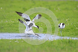 Pied Avocet, Recurvirostra avosetta, mating