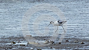 Pied avocet, Recurvirostra avosetta, in mudflats