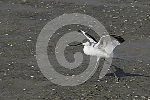 Pied avocet - Recurvirostra avosetta, in natural habitat
