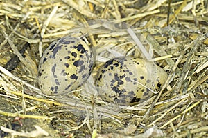 Pied Avocet (Recurvirostra avosetta) nest with eggs