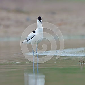 Pied avocet Recurvirostra avosetta