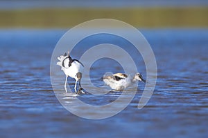Pied Avocet, Recurvirostra avosetta; parent and chick foraging