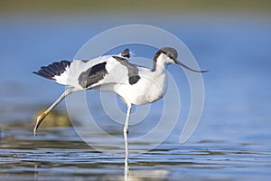 Pied Avocet, Recurvirostra avosetta; parent and chick foraging