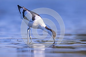 Pied Avocet, Recurvirostra avosetta; parent and chick foraging