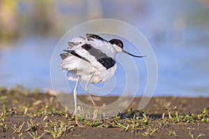 Pied Avocet, Recurvirostra avosetta; parent and chick foraging