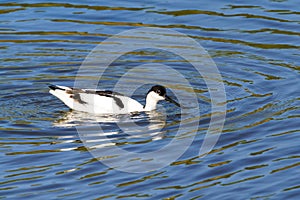 Pied Avocet (Recurvirostra avosetta) in a small lake, taken in the UK