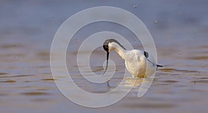 Pied avocet Recurvirostra avosetta - in spring