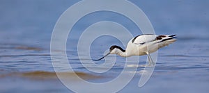 Pied avocet Recurvirostra avosetta - in spring