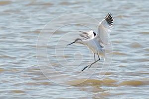 Pied Avocet (Recurvirostra avosetta) about to land on the Thames river, England