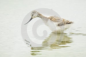 Pied Avocet Recurvirostra avosetta wader bird chick