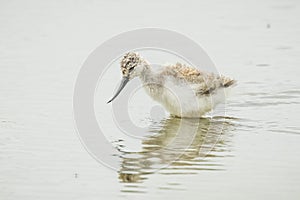 Pied Avocet Recurvirostra avosetta wader bird chick