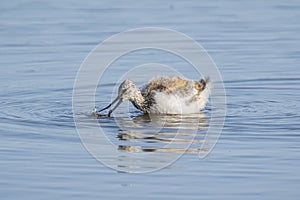 Pied Avocet Recurvirostra avosetta wader bird chick