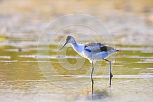 Pied Avocet Recurvirostra avosetta wader bird young immature