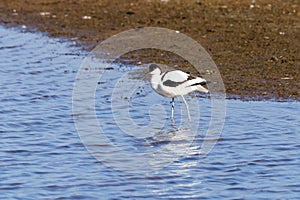 Pied Avocet (Recurvirostra avosetta) wading through shallow waters for food