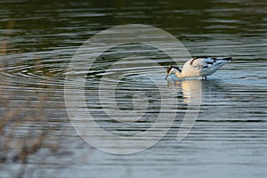 Pied avocet in shallow swirling water