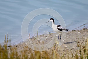 A Pied Avocet standing near water sunny day