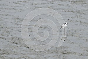 Pied avocet walking on wet sand. Recurvirostra avosetta.