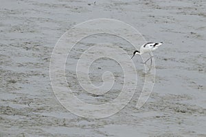 Pied avocet walking on wet sand. Recurvirostra avosetta.