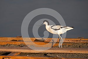 Pied Avocet in water looking for food (Recurvirostra avosetta
