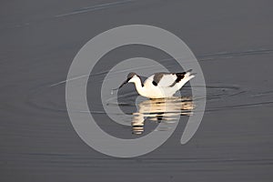 Pied Avocet in water looking for food (Recurvirostra avosetta photo