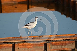 Pied Avocet in water looking for food (Recurvirostra avosetta photo