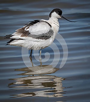 Pied Avocet in Water with Reflection photo