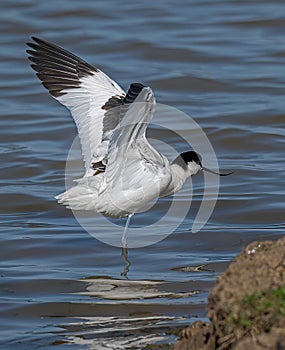 Pied Avocet Wing Stretching photo