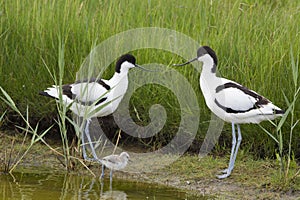 Pied Avocets with baby chick photo